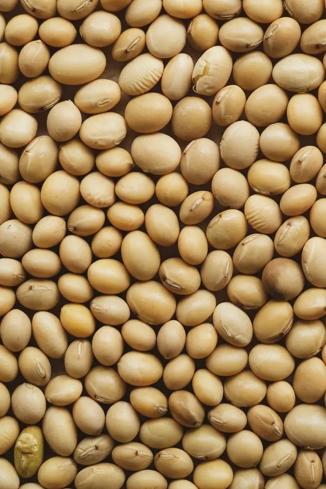 सोयाबीन उत्पादन वाढवणे मार्गदर्शन कमी खर्चात घेण्यासाठी ७ अचूक उपाय 2025 2 काढणी नंतर चे सोयाबीन उत्पादन