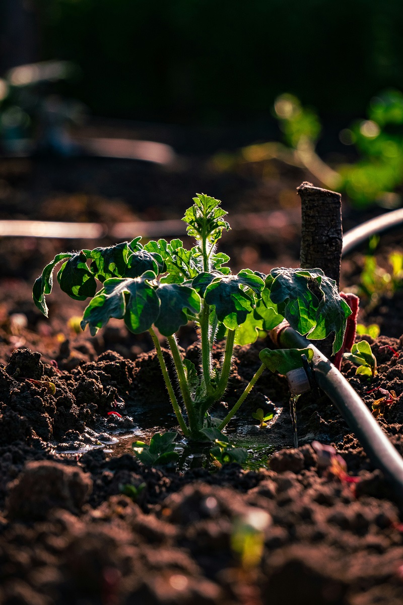 ड्रीप सिंचनाच्या मदतीने वाढणारे रोप 2025