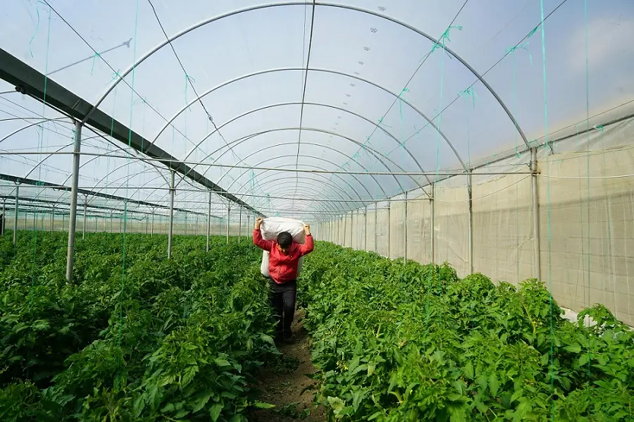 पॉलीहाउस फार्मिंग Guide 2025: High-Tech खेती से 3 गुना उत्पादन कैसे पाएं. 2 आधुनिक पॉलीहाऊस में किसान काम करते हुएं.