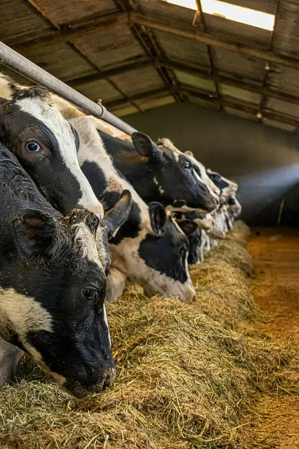 डेयरी फार्मिंग बिज़नेस 2025: कम निवेश में High-Profit वाला Complete मार्गदर्शन 1 डेअरी फार्मिंग व्यवसाय में आधुनिक शेड का निर्माण