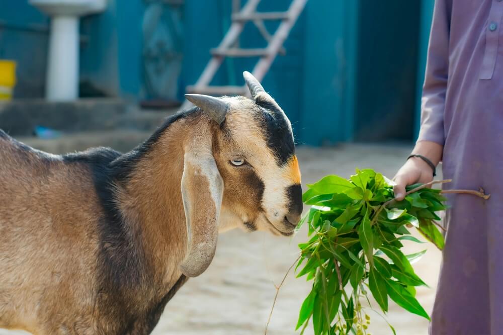 शेतकरी हिरवा चारा देताना – शेळीपालन  पोषक खाद्य व्यवस्थापन 2025