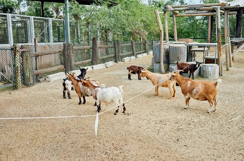 बकरी पालन व्यवसाय में सही स्वास्थ मे हि सही उत्पादन होता है 