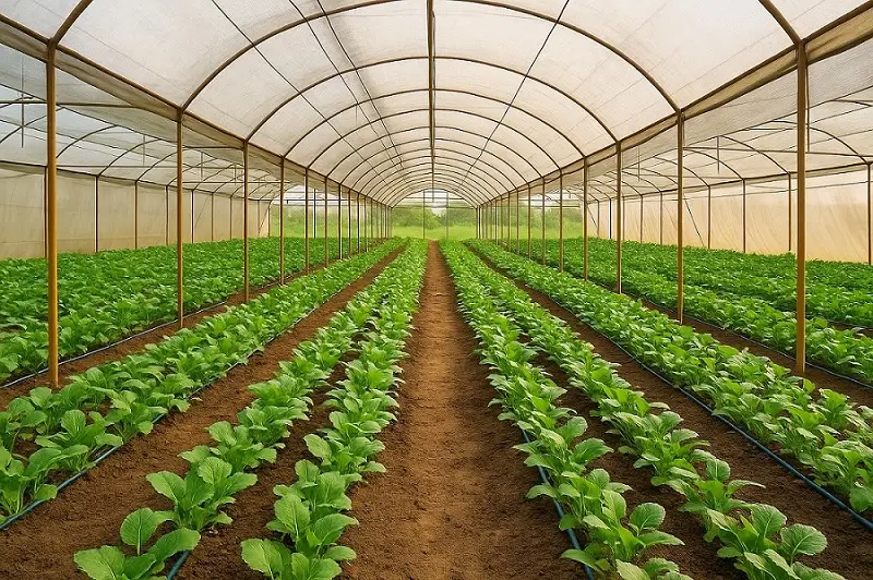 पॉलीहाउस शेती 2025: कमी जागेत जास्त उत्पादन देणारी High-Tech शेती पद्धती 9 पॉलीहाउस शेती मध्ये हिरव्या पालेभाज्यांची लागवड polyhouse farming