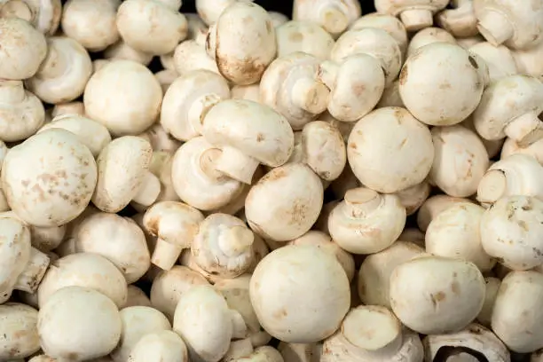 मशरूम शेती कमी खर्चात जास्त नफा देणारा व्यवसाय 2025 3 विक्री साठी तयार तयार झालेले मशरूम 2025.