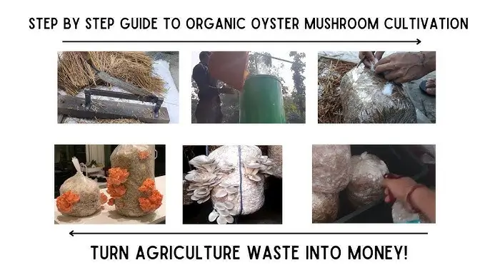 मशरूम शेती कमी खर्चात जास्त नफा देणारा व्यवसाय 2025 4 ताजे कापणी केलेले ऑयस्टर मशरूम बाजारात आणण्यासाठी तयार आहेत.