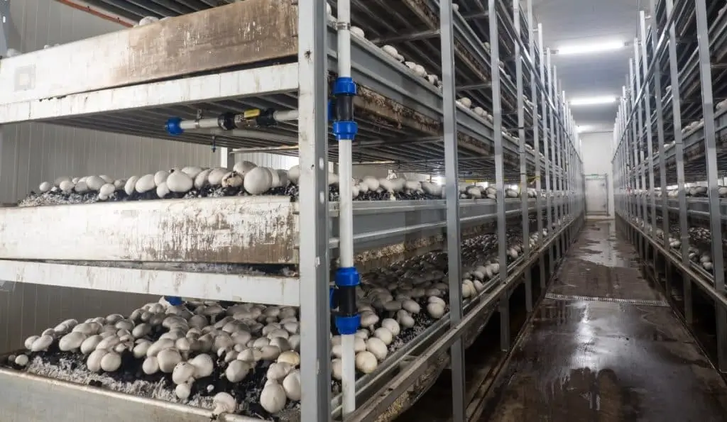 Modern मशरूम की  खेती जहा विकसित प्रक्रिया से मशरूम उगा या जाता है 