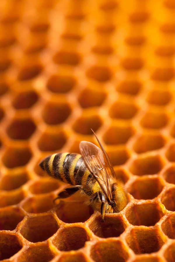 मधमाशी पालन मध्ये मधमाशी व पोळे