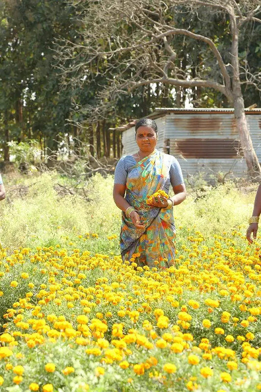 झेंडू शेती मध्ये झेंडू फुलांची काढणी