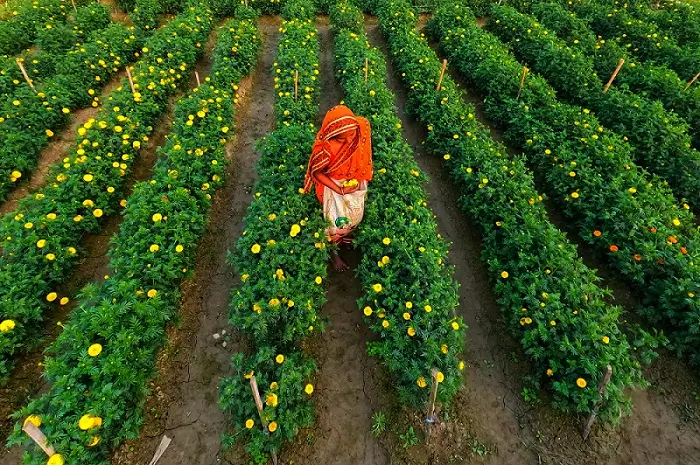झेंडू रोपवाटिका मध्ये झेंडू शेती ची पाहणी करताना शेतकरी 
