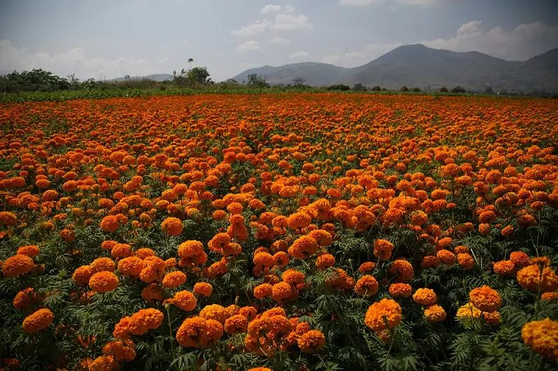 आधुनिक झेंडूची शेती लागवडीपासून मार्केटिंगपर्यंतची संपूर्ण माहिती 39 झेंडूची शेती मध्ये झेंडू फुलांचे जवळचे दृश्य