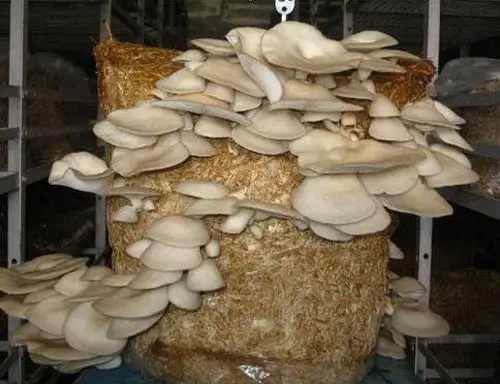 मशरूम की खेती में उगाया गया नाय अद्यावत oyster मशरूम 