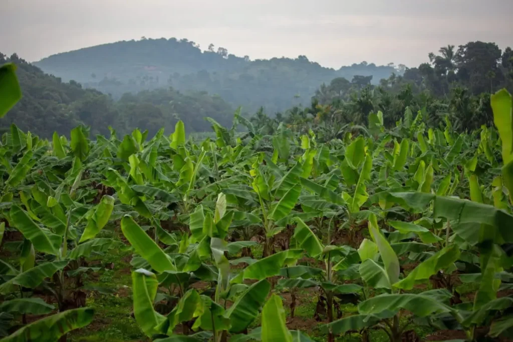 केले की खेती से ₹1 लाख महीना कैसे कमाएं? 2026 11 केले की खेती का हरा-भरा खेत भारत में