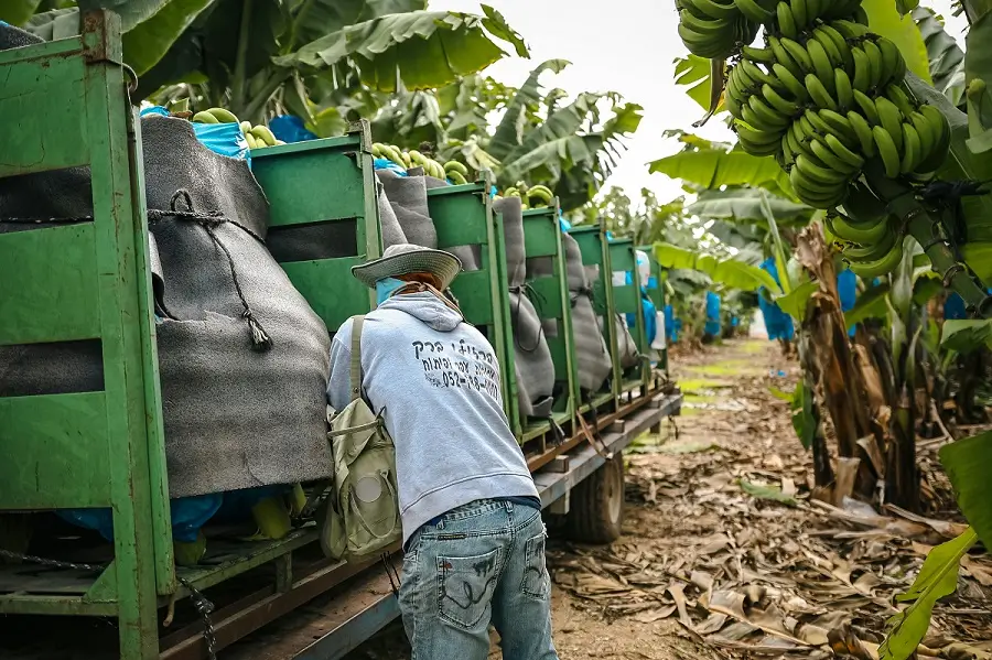 केले की कटाई करते हुए किसान