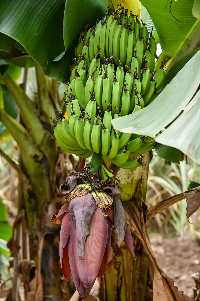 केळी शेतीतून ₹1 लाख महिना कसा कमवावा 2026 15 ठिबक सिंचन प्रणालीसह केळी शेती