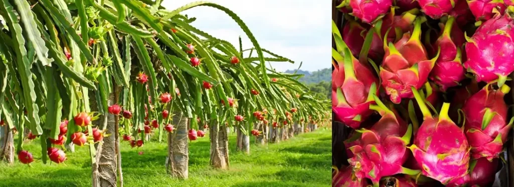 ड्रैगन फ्रूट की खेती 2026 पूरी जानकारी, लागत, मुनाफ़ा और सरकारी योजनाएँ 19 ड्रैगन फ्रूट पौधों पर लगे फूल और फल