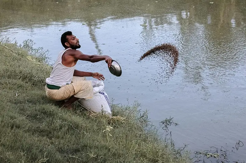 मछलीपालन (Aquaculture) 2026 पूरा सेटअप, लागत से लेकर मुनाफ़ा और सरकारी योजनाएँ. 2 मछलीपालन में मछलियों को खिलाने की प्रक्रिया