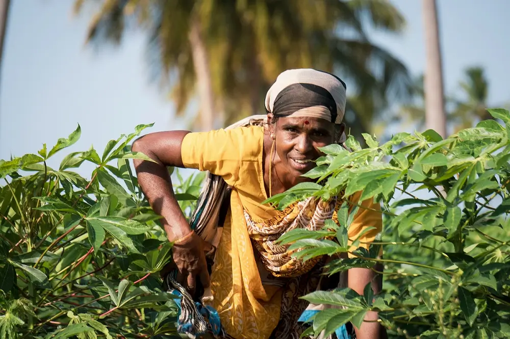 पपीता खेती Business Plan 2026 एक एकड़ में High Profit कैसे कमाएँ? 3 किसान पपीता की फसल की तुड़ाई करते हुए