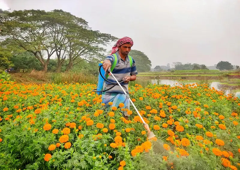 गेंदा फूल की खेती 2025 कम लागत में ज़्यादा मुनाफ़े की पूरी जानकारी 1 गेंदा फूल की खेती में कीट प्रबंधन करते किसान