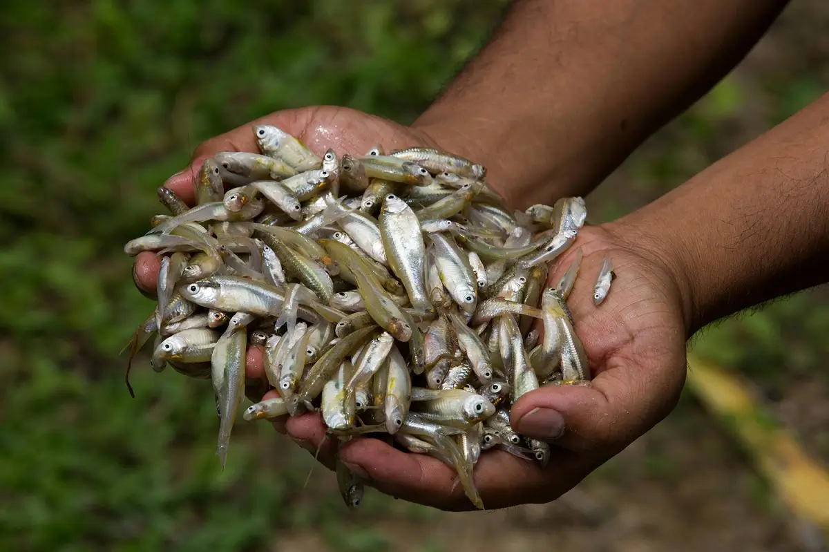मत्स्यपालनात वापरले जाणारे दर्जेदार मत्स्य बीज