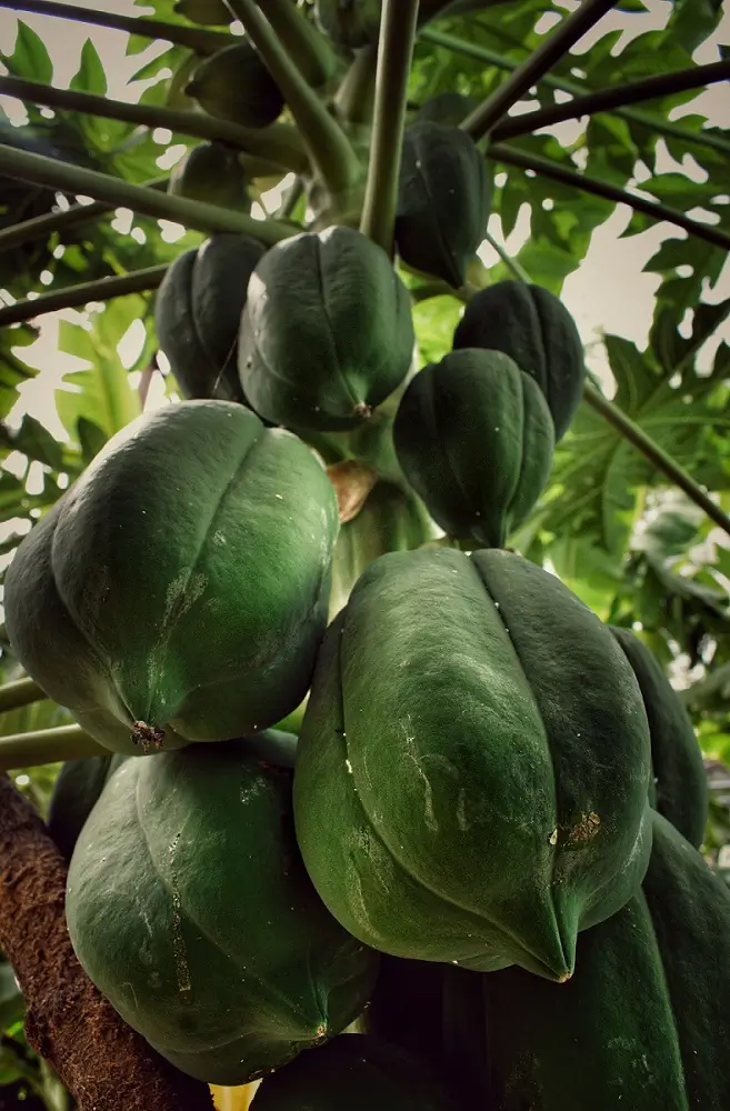 पपई शेती बिझनेस प्लॅन 2026 एका एकरातून १० लाखांपर्यंत कमाई कशी करावी? 7 हिरव्या पपईच्या झाडांसह पपई शेती चे क्षेत्र