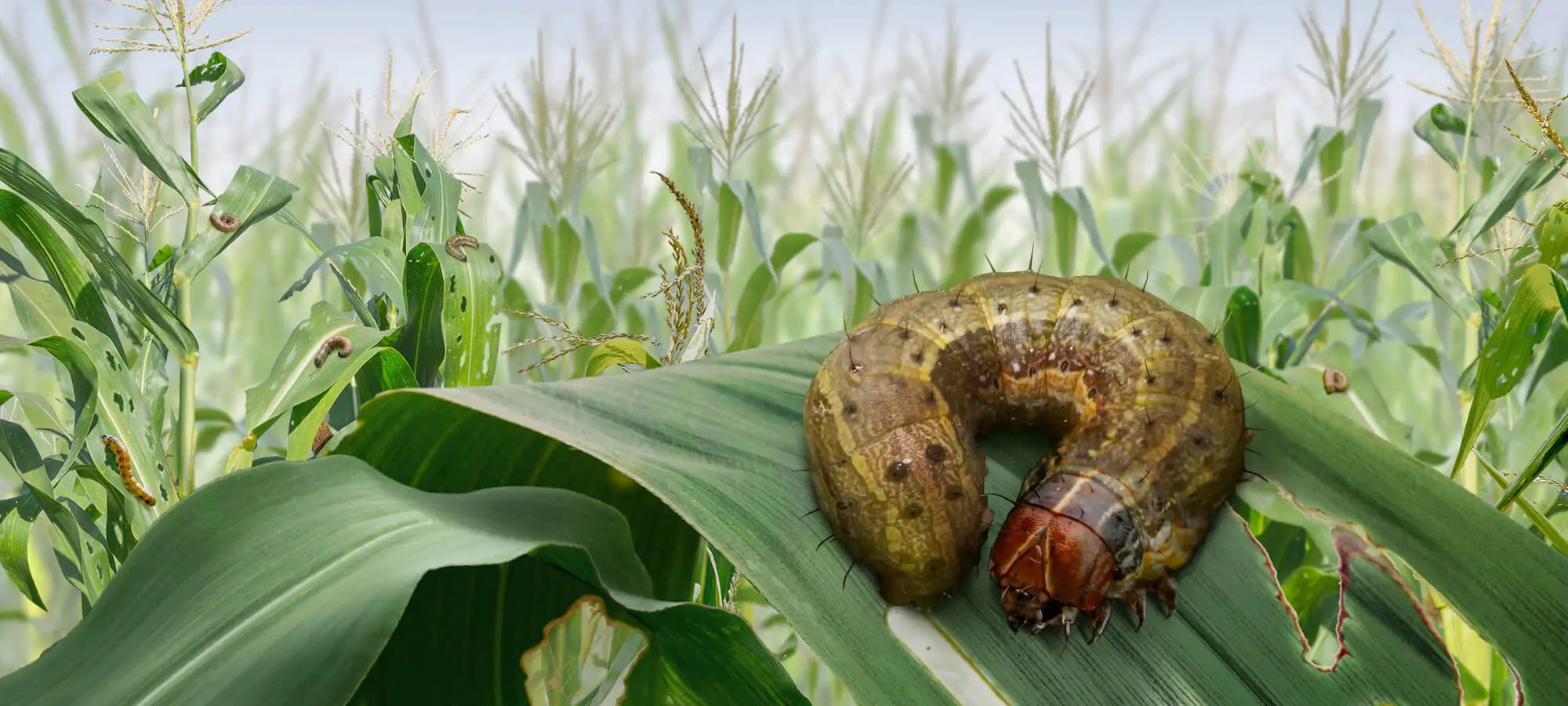 मका शेती संपूर्ण मार्गदर्शक 2026 2 मका पिकात फॉल आर्मी वर्म कीडीचे नुकसान