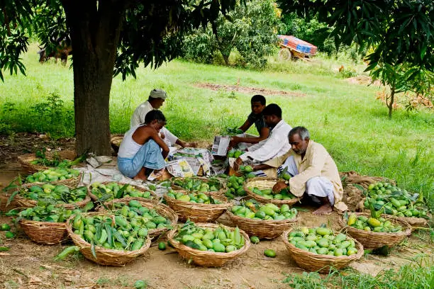 आंबा शेती आणि फायदे – संपूर्ण मार्गदर्शक 2026 2 आंब्याची फळे काढताना शेतकरी