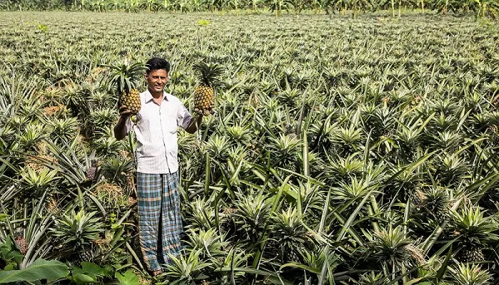 अनानास की खेती में अनानास की फसल की कटाई करते किसान