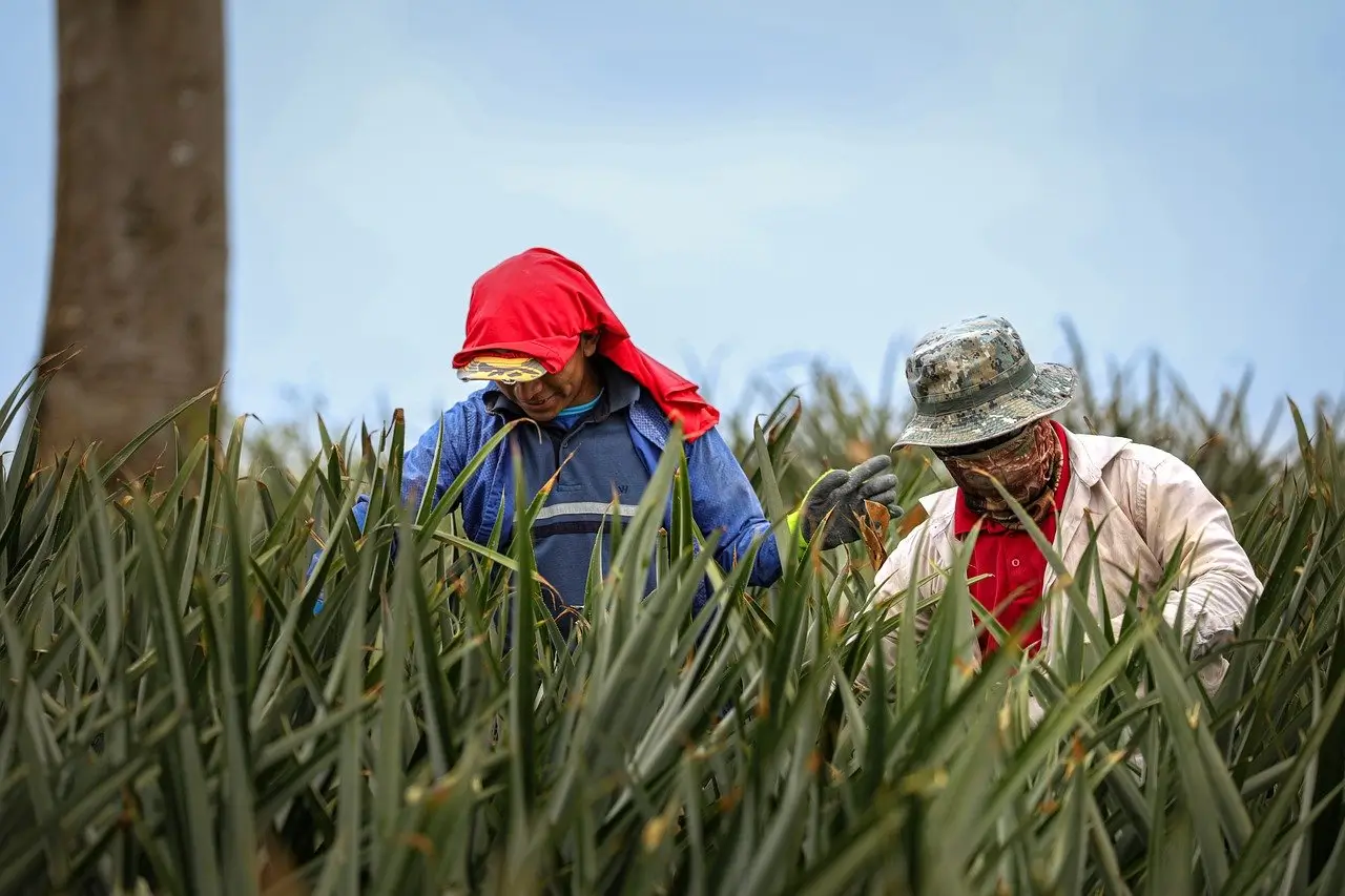 अननस फळांची काढणी करताना शेतकरी