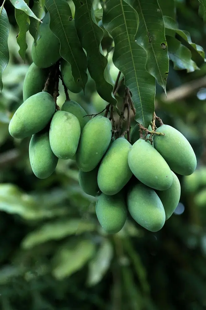 आम की खेती से लाखों का मुनाफा 2026 में सफल Mango Farming का पूरा मार्गदर्शन 1 अल्फांसो आम की उन्नत किस्म जो निर्यात के लिए प्रसिद्ध है