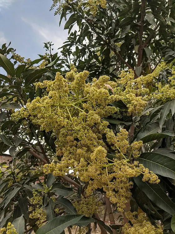 आंबा शेती आणि फायदे – संपूर्ण मार्गदर्शक 2026 1 आंबा झाडावर आलेली फुलधारणा