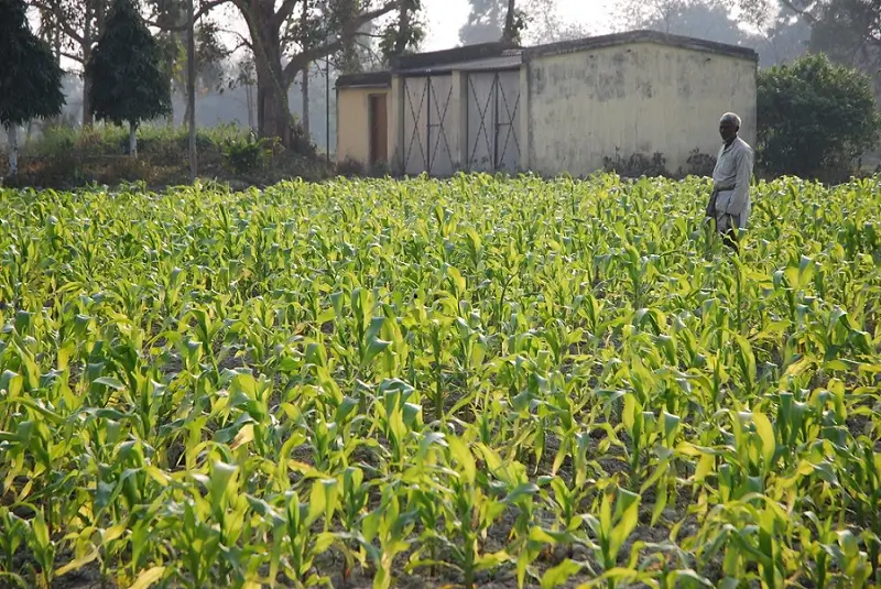 मक्का की खेती में मक्का के हरे पौधों और किसान