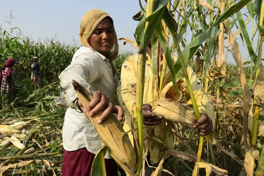 पके हुए मक्का के भुट्टे