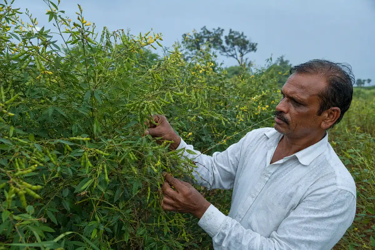 शेतात वाढलेले हिरवेगार तूर पीक आणि शेतकरी पीक निरीक्षण करताना